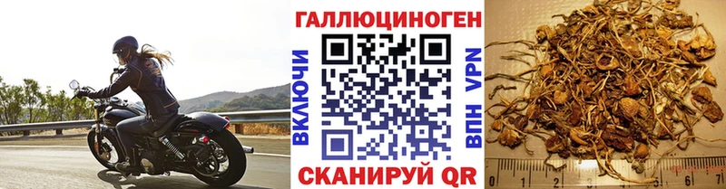 Купить закладки  Ногинск  Псилоцибиновые грибы MAGIC MUSHROOMS 